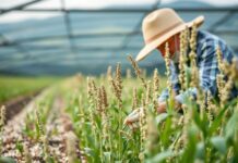 Yenilikçi Tarım Yöntemleri: Çia Tohumu Üretimi ve Yenilenebilir Tarım Innovative Farming Methods: Chia Seed Production and Sustainable Agriculture