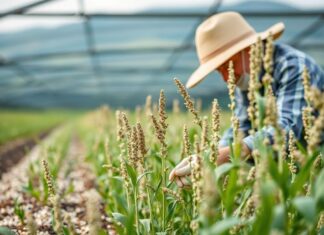 Yenilikçi Tarım Yöntemleri: Çia Tohumu Üretimi ve Yenilenebilir Tarım Innovative Farming Methods: Chia Seed Production and Sustainable Agriculture