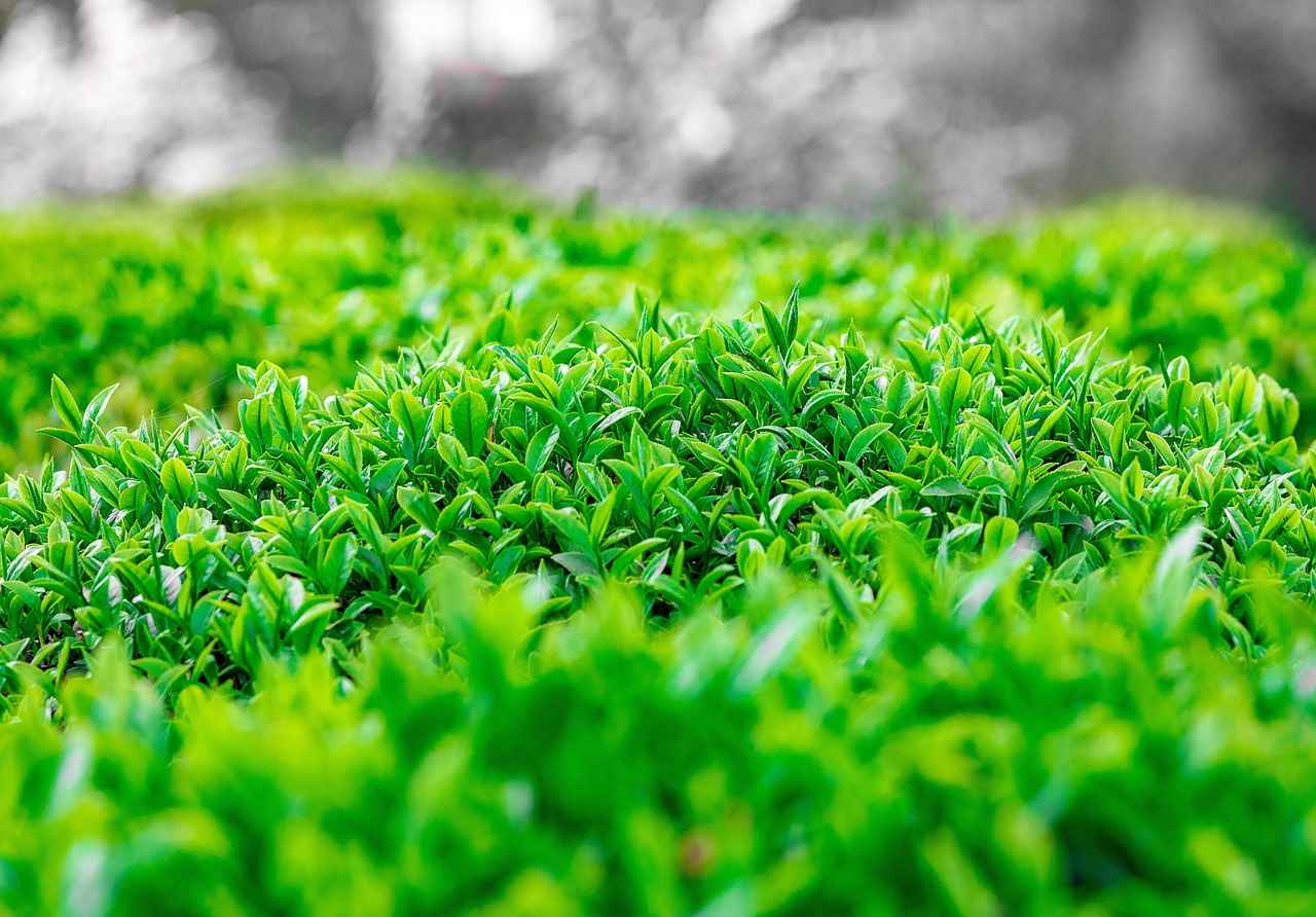 Tesbih Çekerken Ruhsal Huzuru Nasıl Bulabilirsiniz?