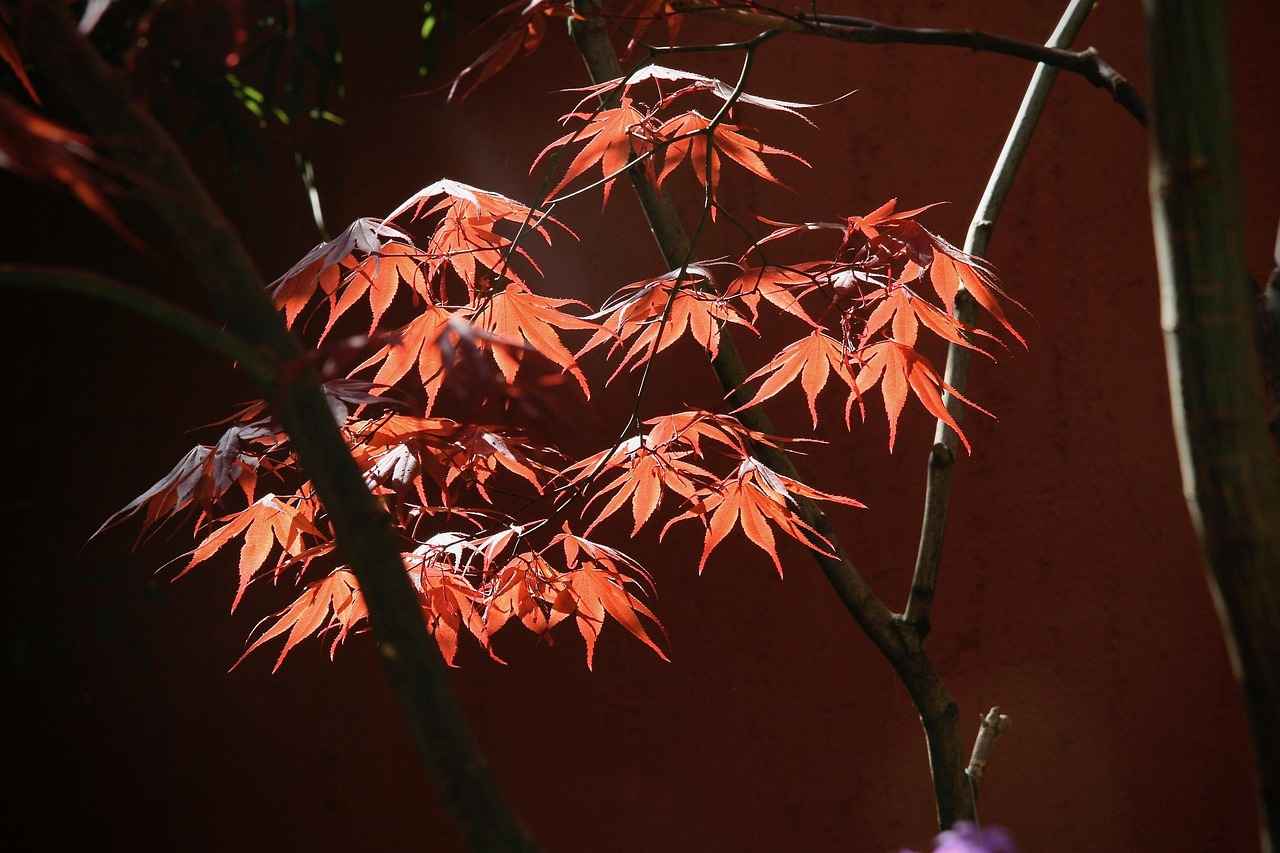 Tesbih Satın Alırken Renk Seçiminin Önemi
