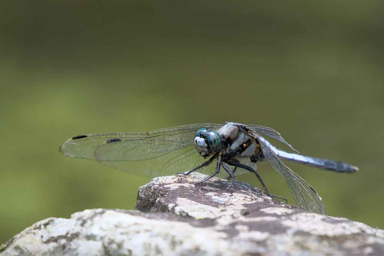 Tesbih Seçerken Anlamlı Taşları Nasıl Seçebilirsiniz?